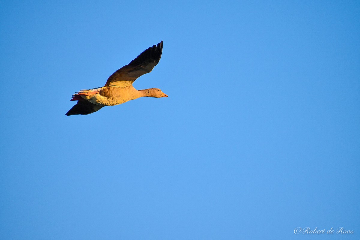 Graylag Goose - ML646528750