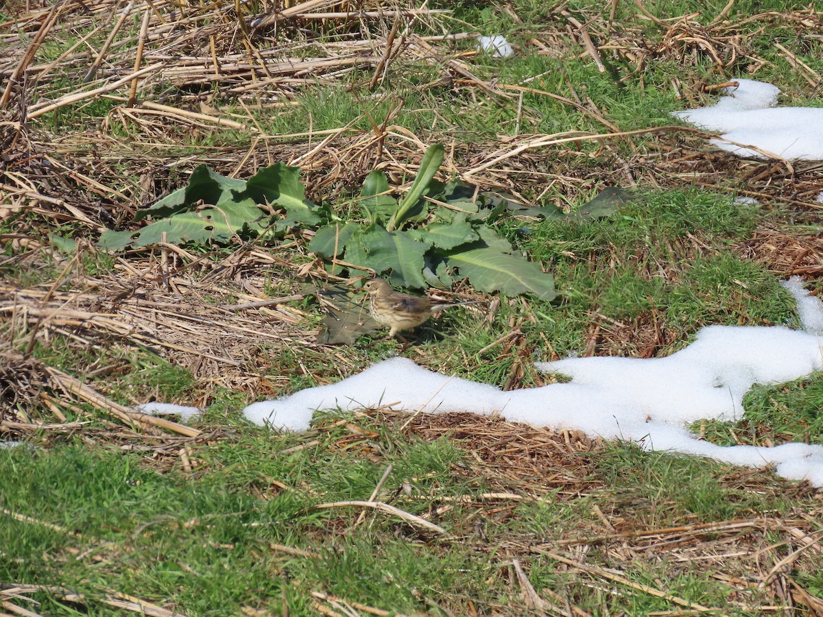 American Pipit - ML646528753