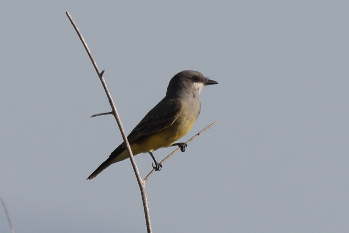 Cassin's Kingbird - ML646528754