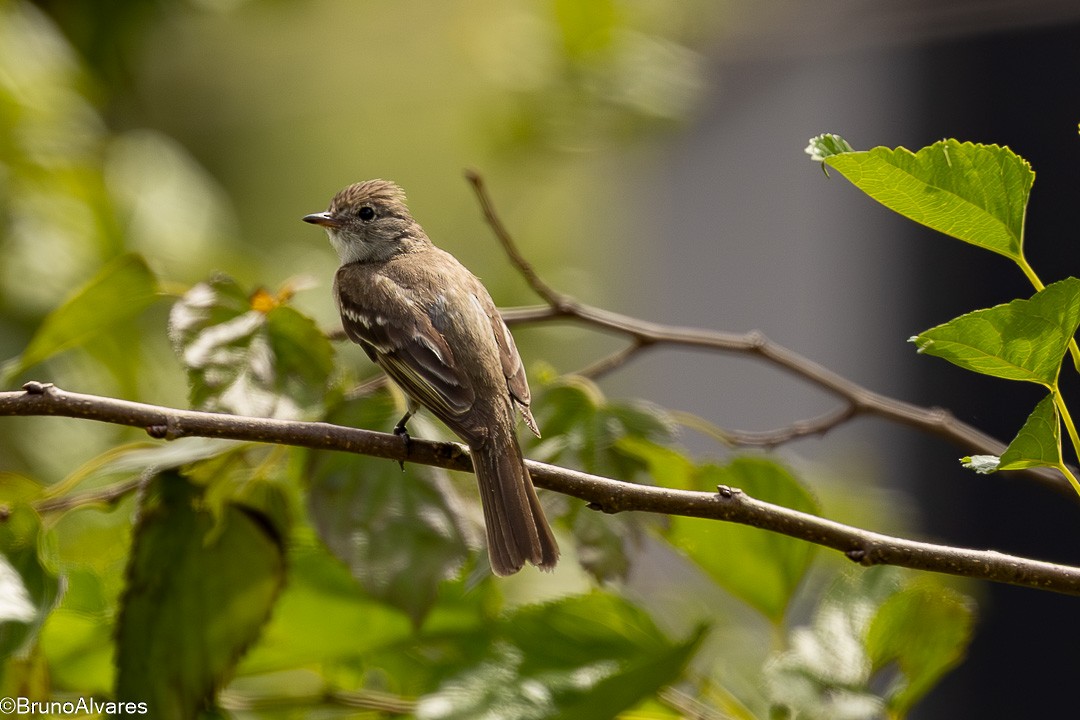 Large Elaenia - ML646528755