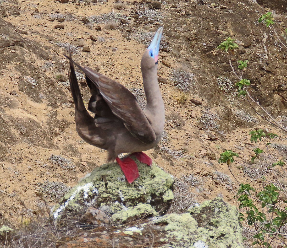 Сула червононога - ML646528756