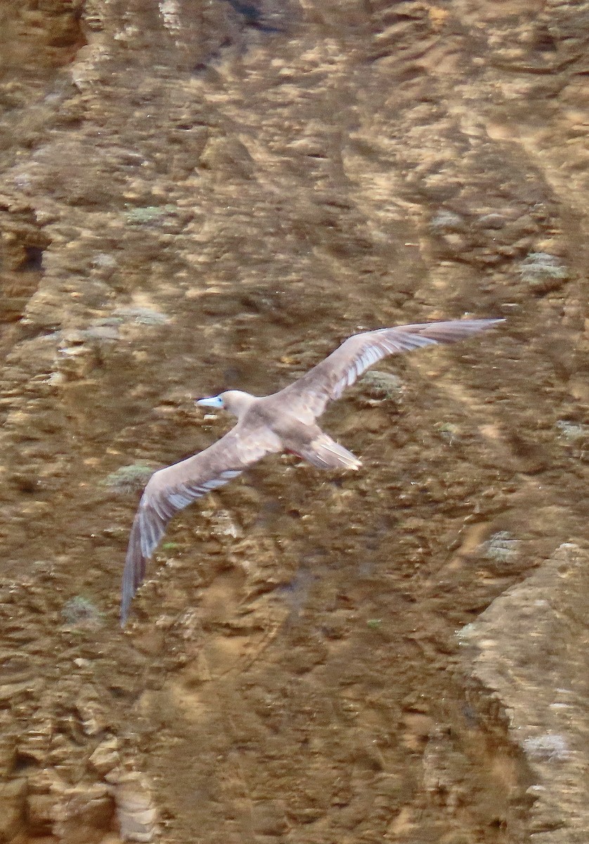 Сула червононога - ML646528757