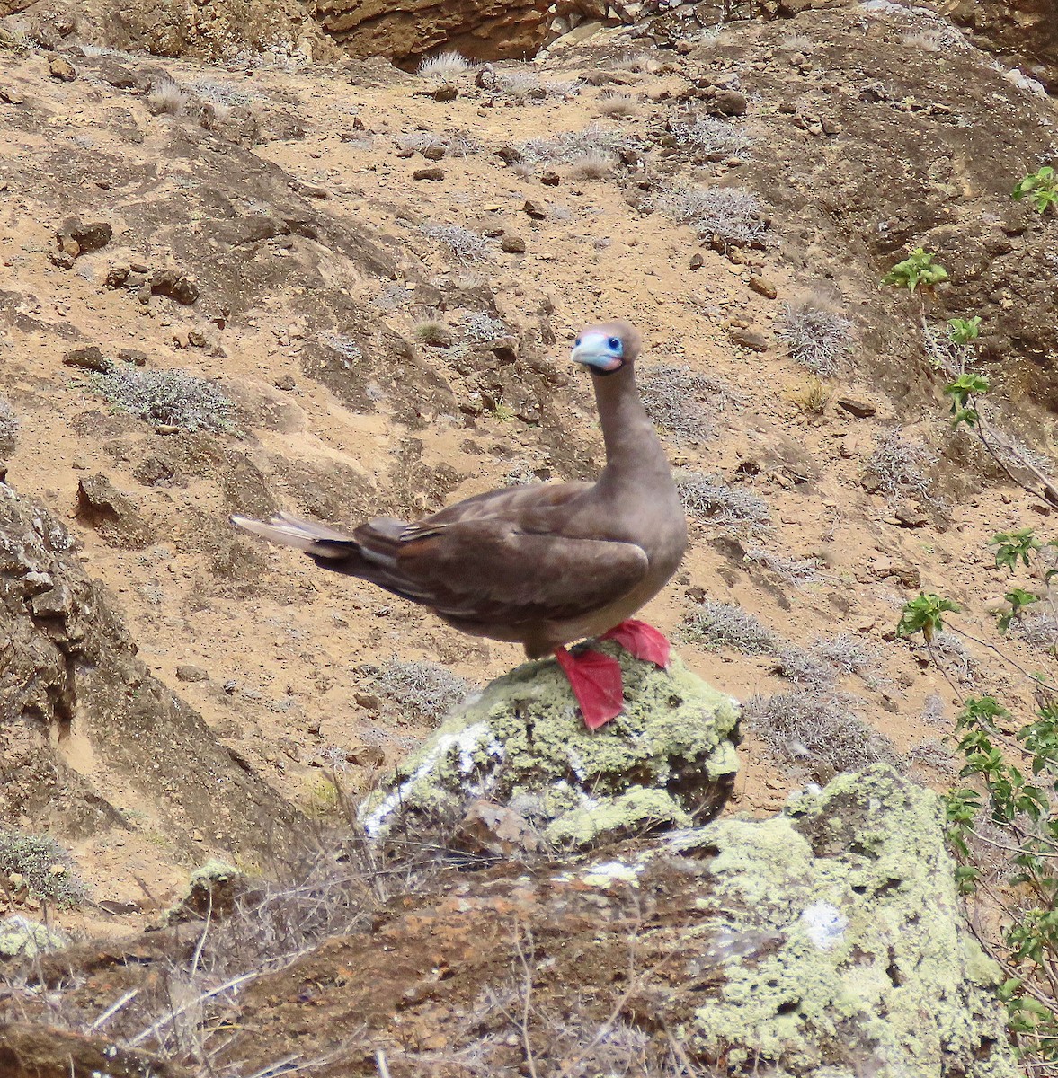 Сула червононога - ML646528758