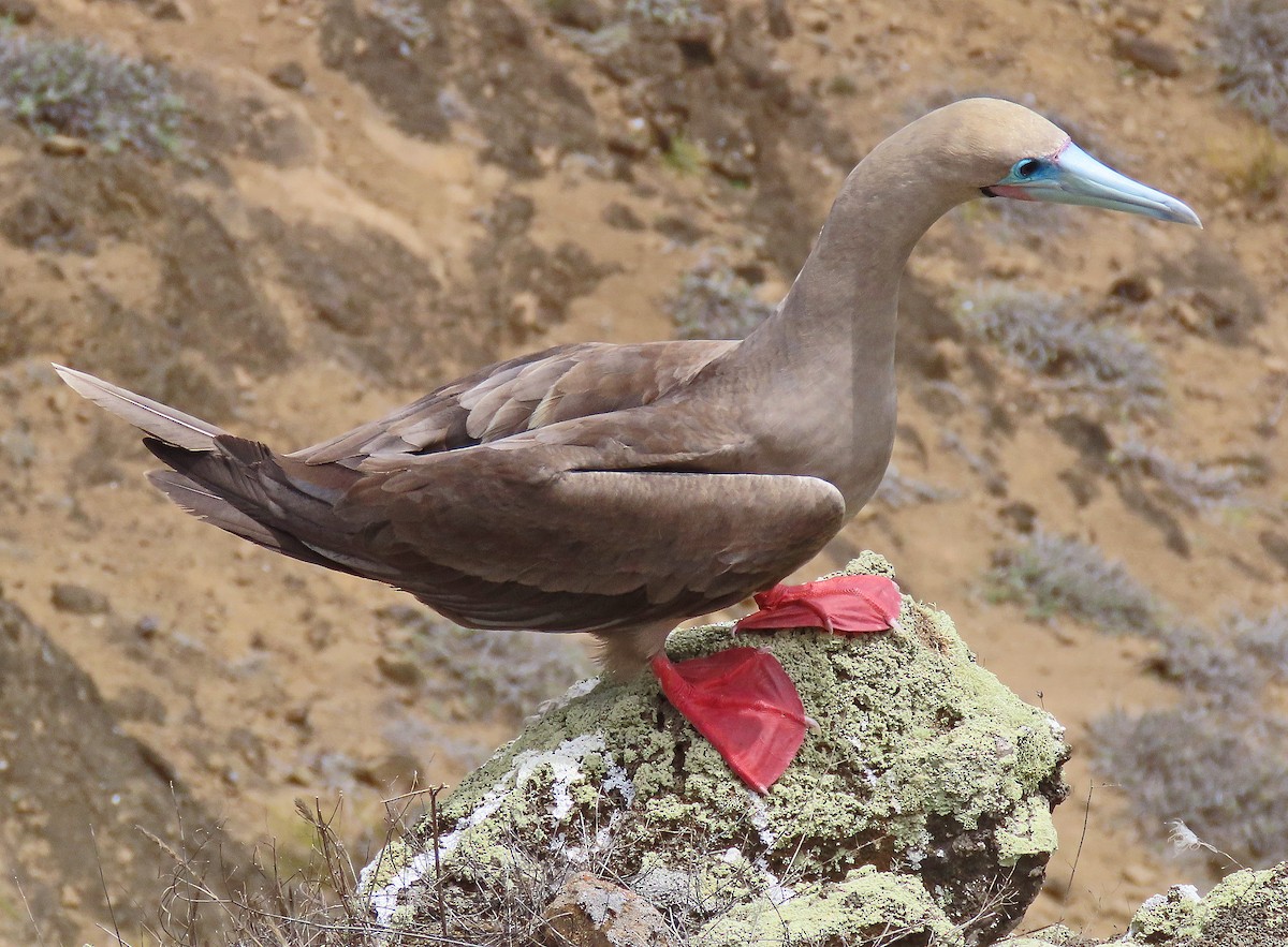 Сула червононога - ML646528759