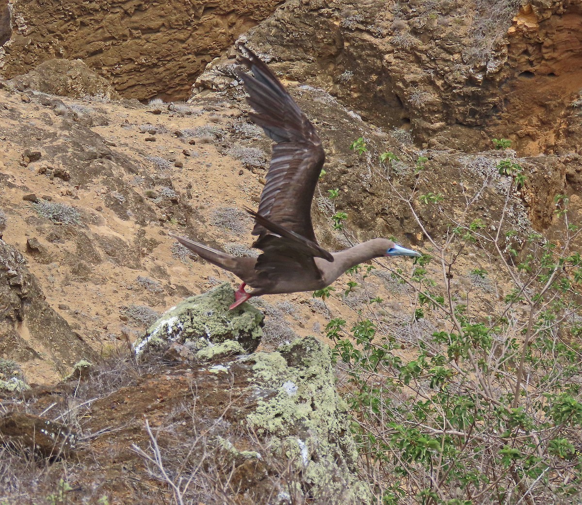 Сула червононога - ML646528760