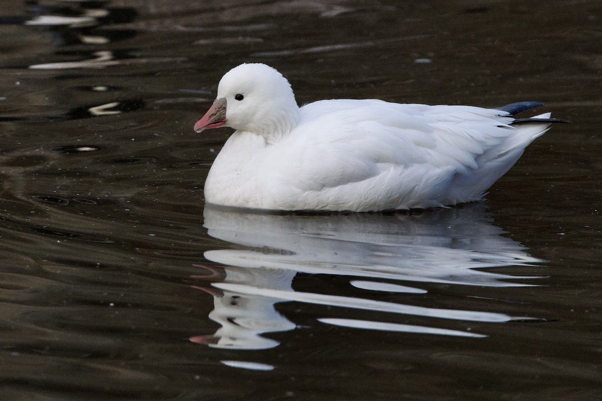 Ross's Goose - ML646528763