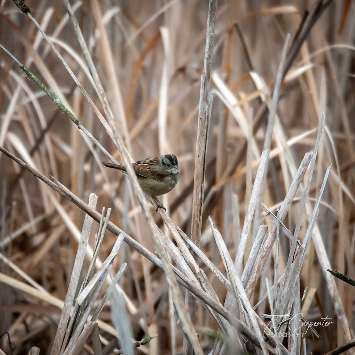 Swamp Sparrow - ML646528764