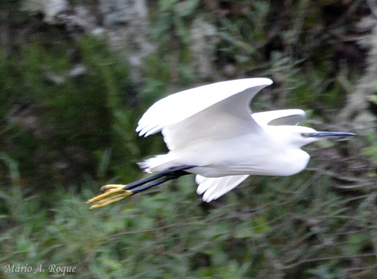 Little Egret - ML646528767