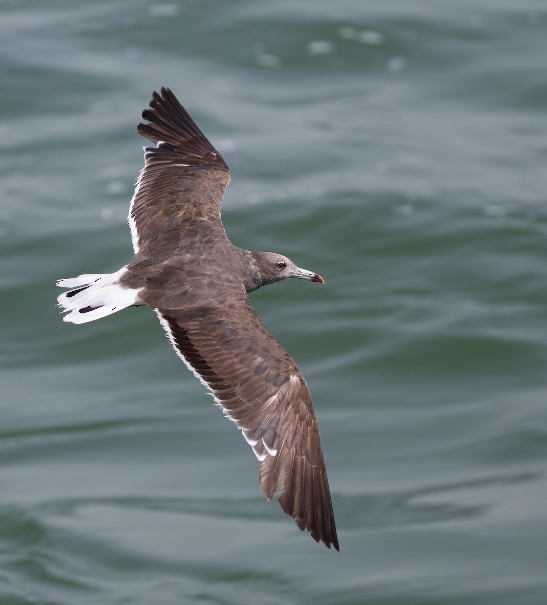 ススケカモメ - ML646528770