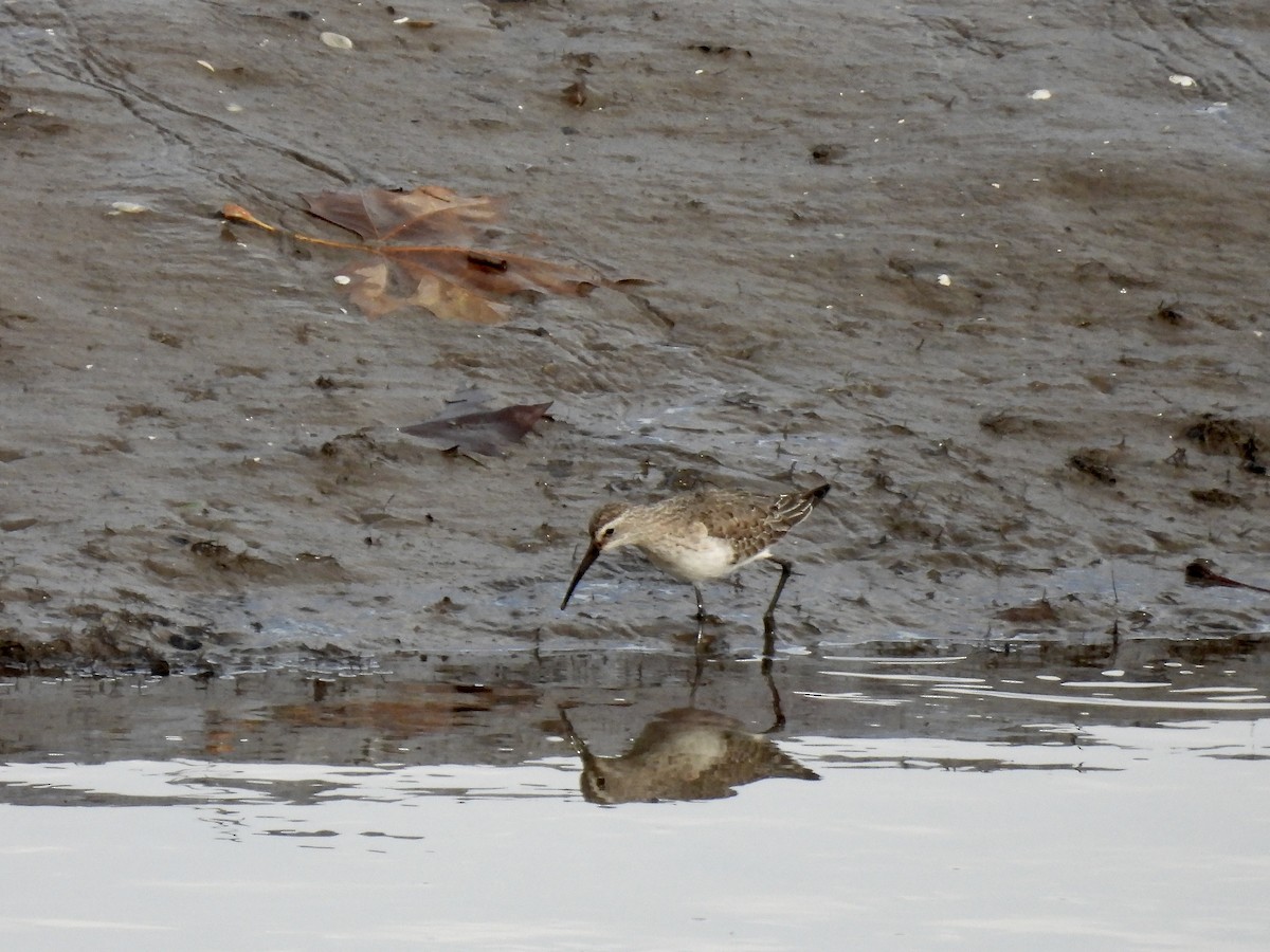 Piovanello comune - ML646528771