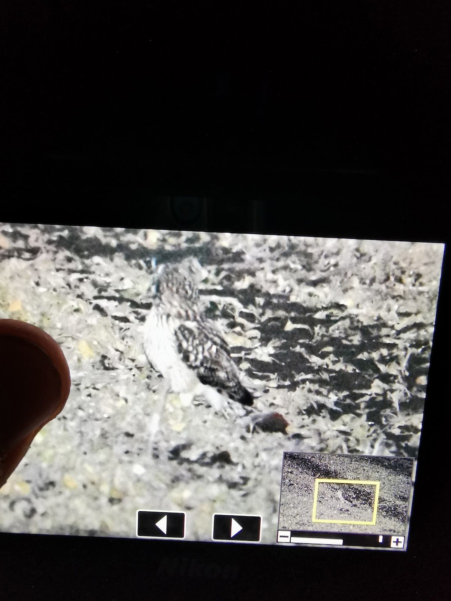 Zingira-hontza - ML646528772