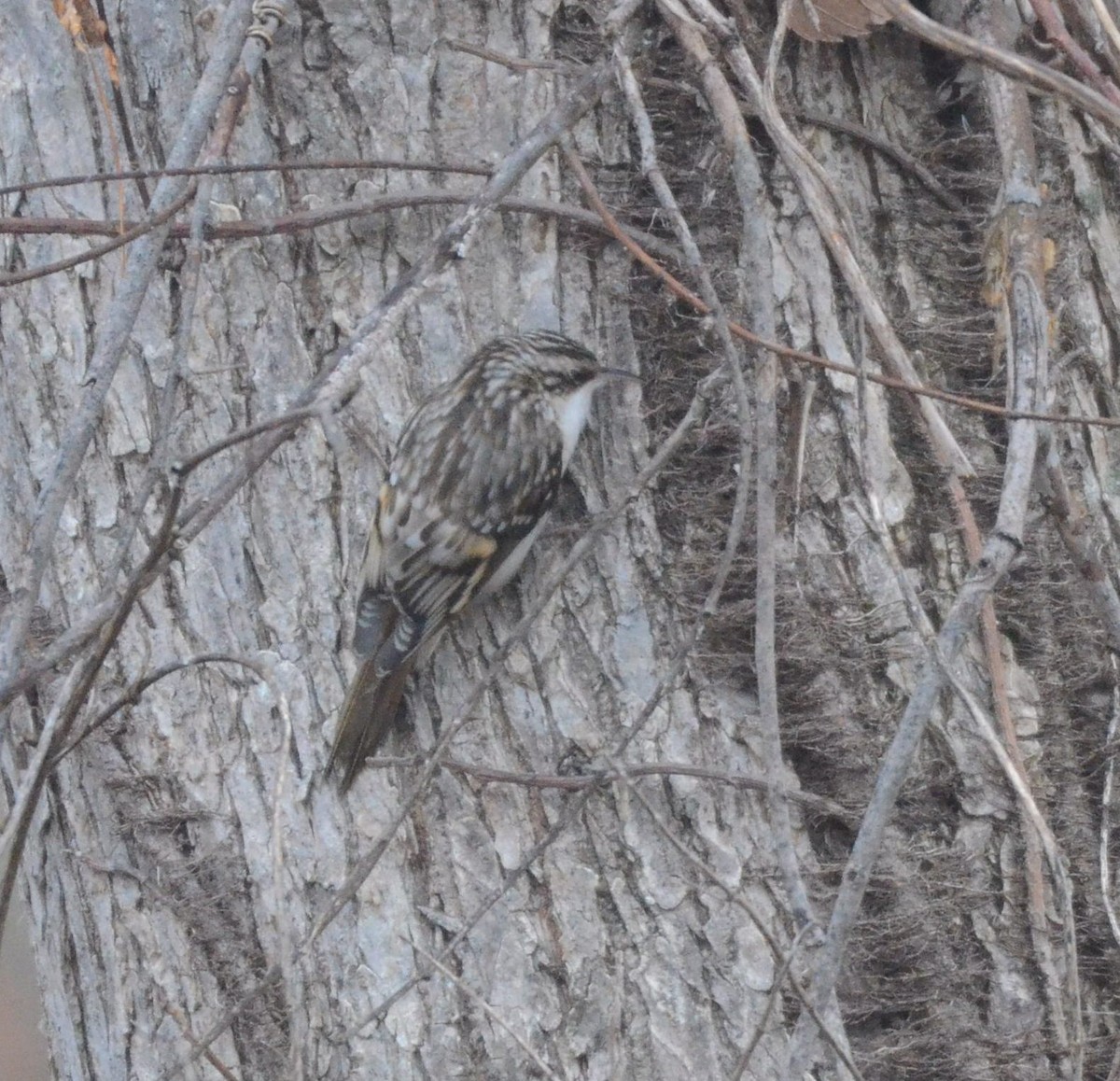 Agateador Americano - ML646528774