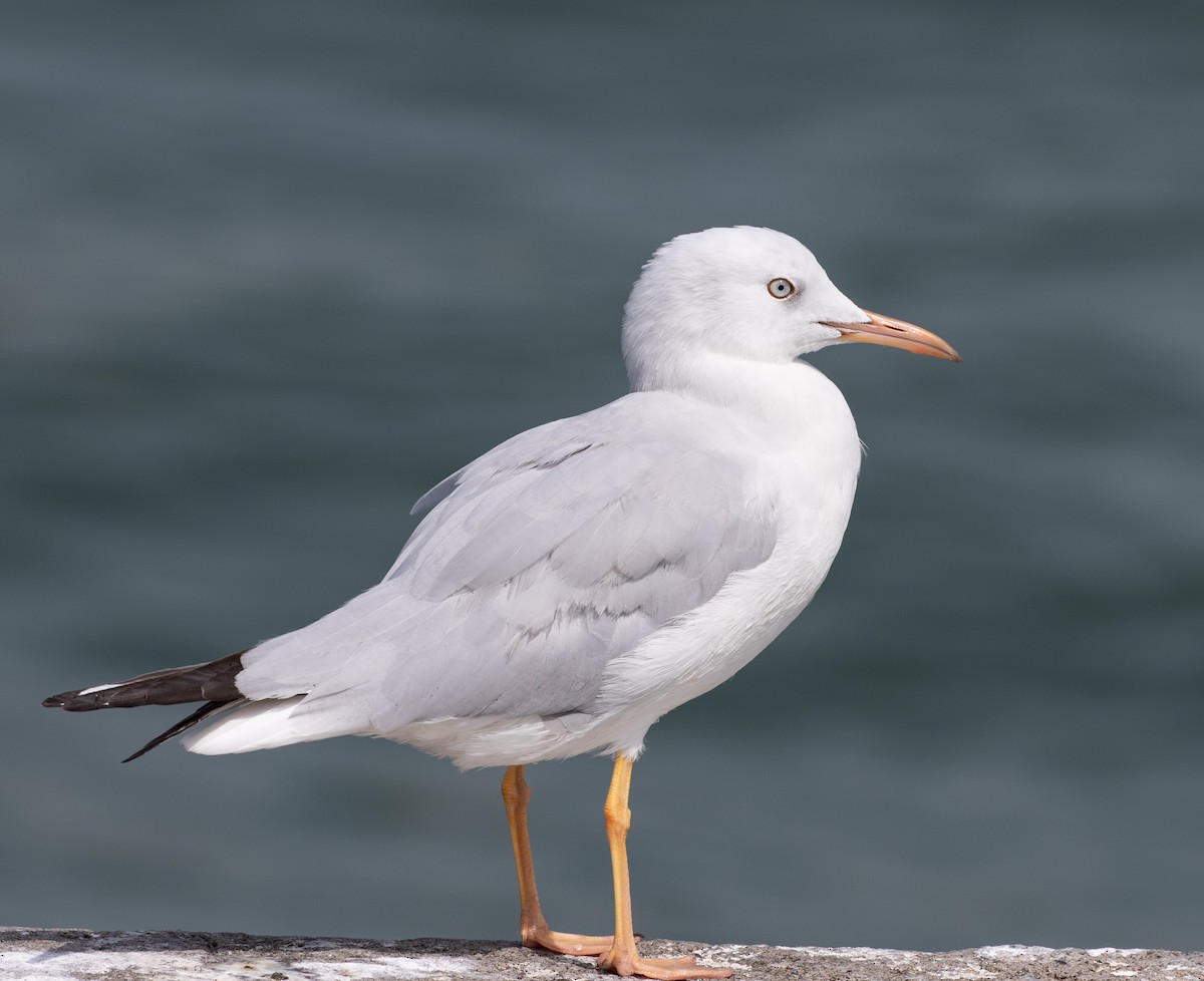 Морской голубок - ML646528776