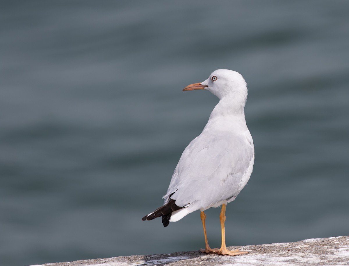 Морской голубок - ML646528777