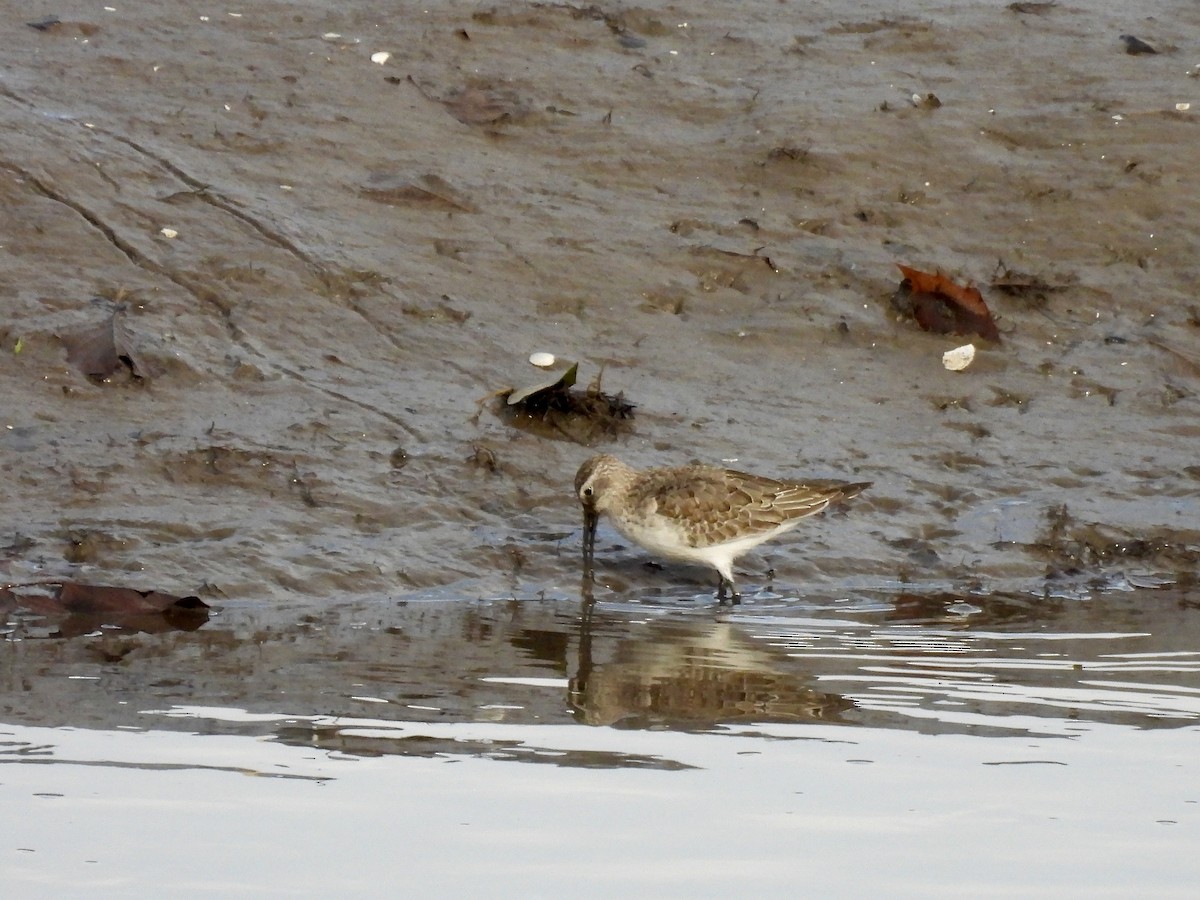 Piovanello comune - ML646528778