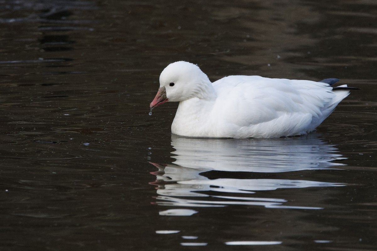 Ross's Goose - ML646528782