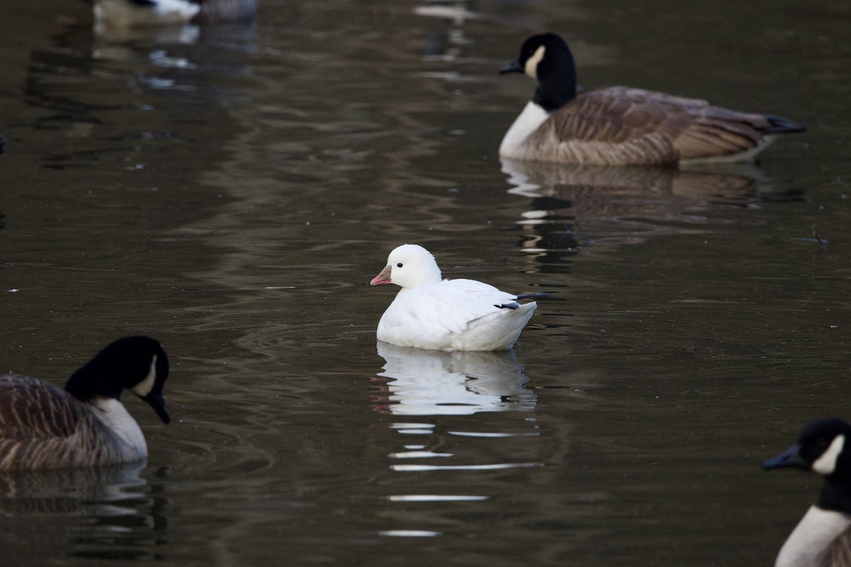 Ross's Goose - ML646528790
