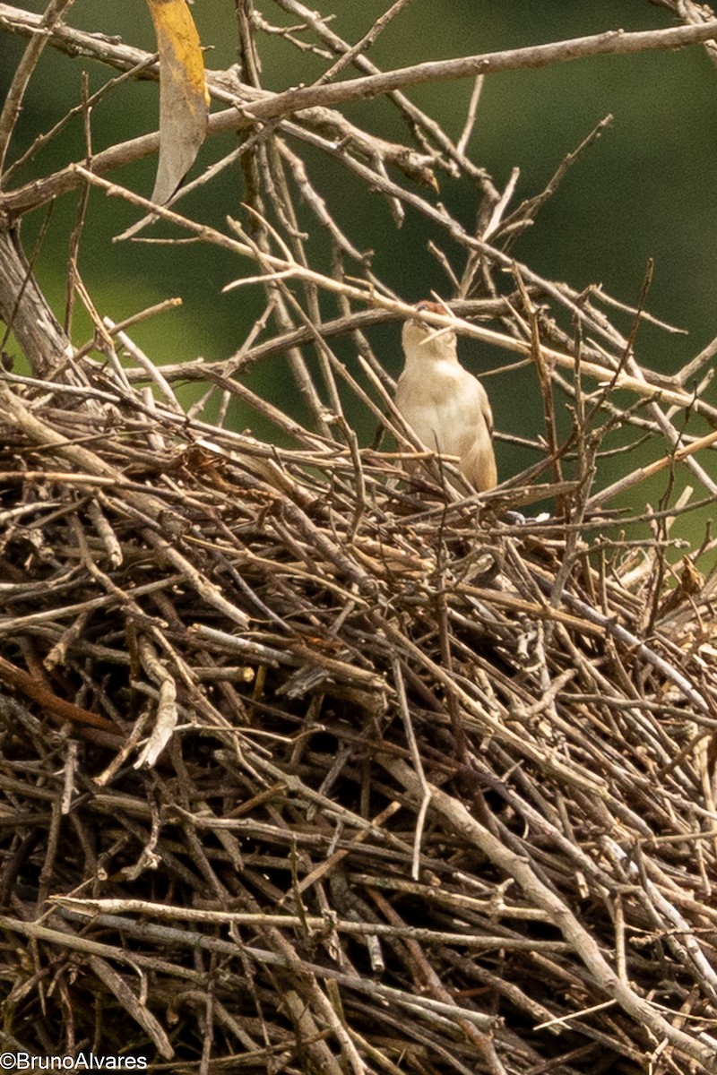 Rufous-fronted Thornbird - ML646528791