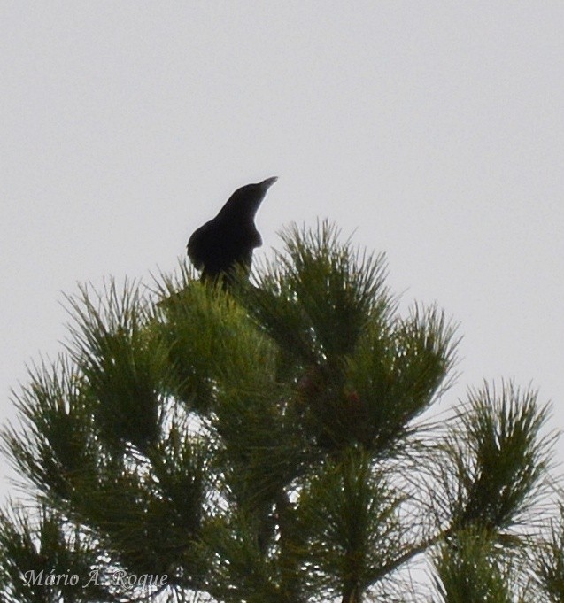 Carrion Crow - ML646528792