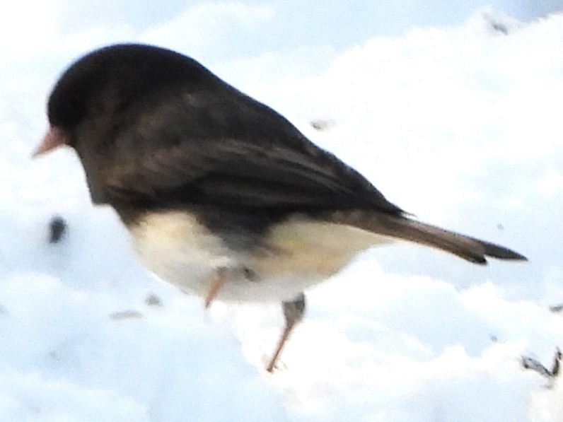 Dark-eyed Junco - ML646528793