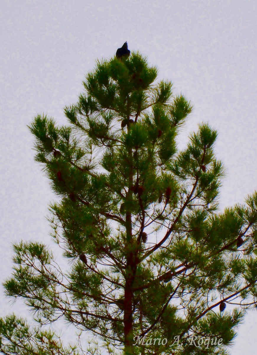 Carrion Crow - ML646528794