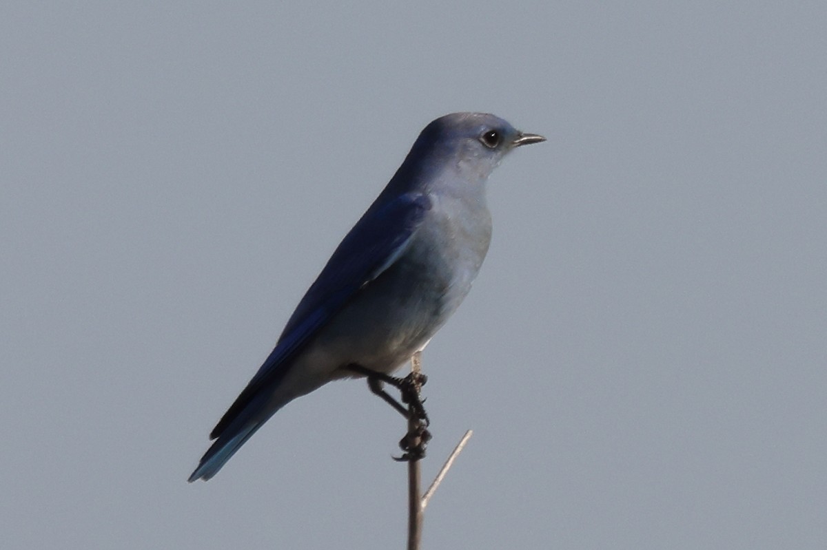 Mountain Bluebird - ML646528796