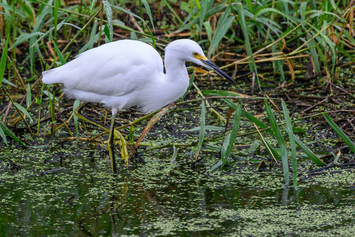 Snowy Egret - ML646528797