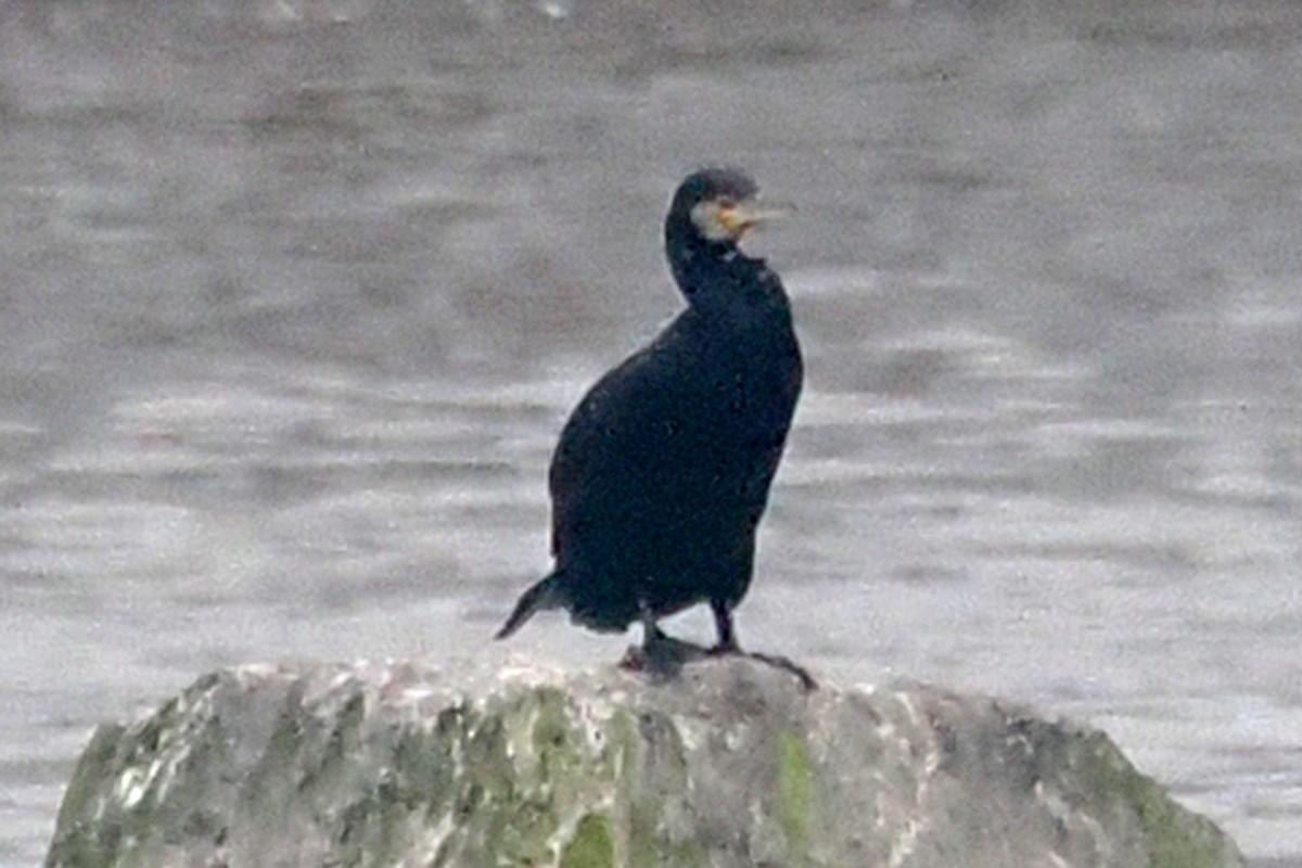 Great Cormorant - ML646528798