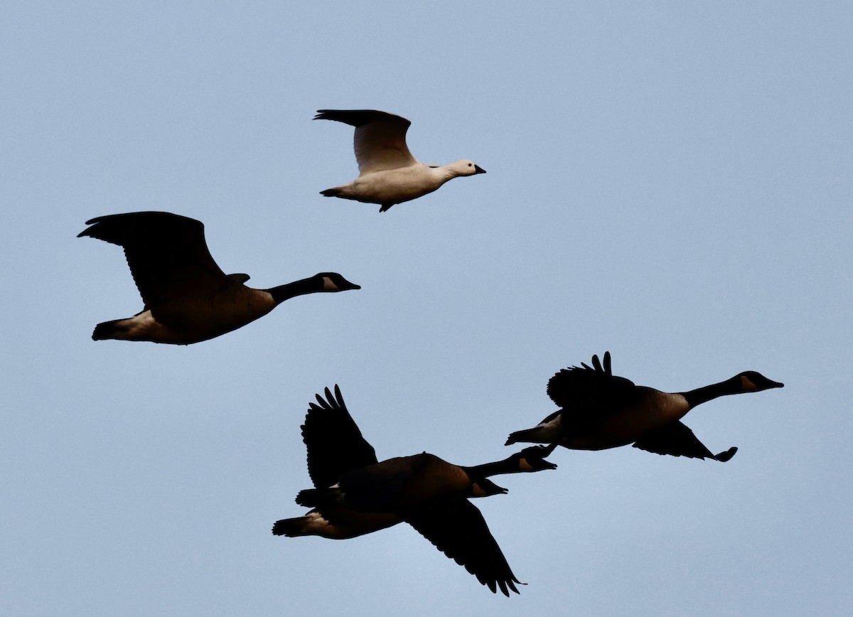 Ross's Goose - ML646528799