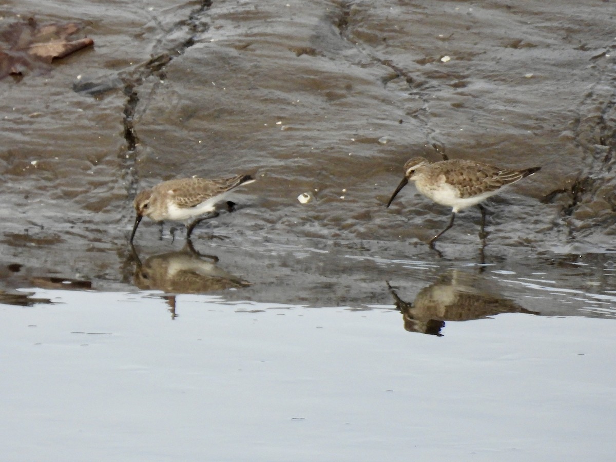 Piovanello comune - ML646528800