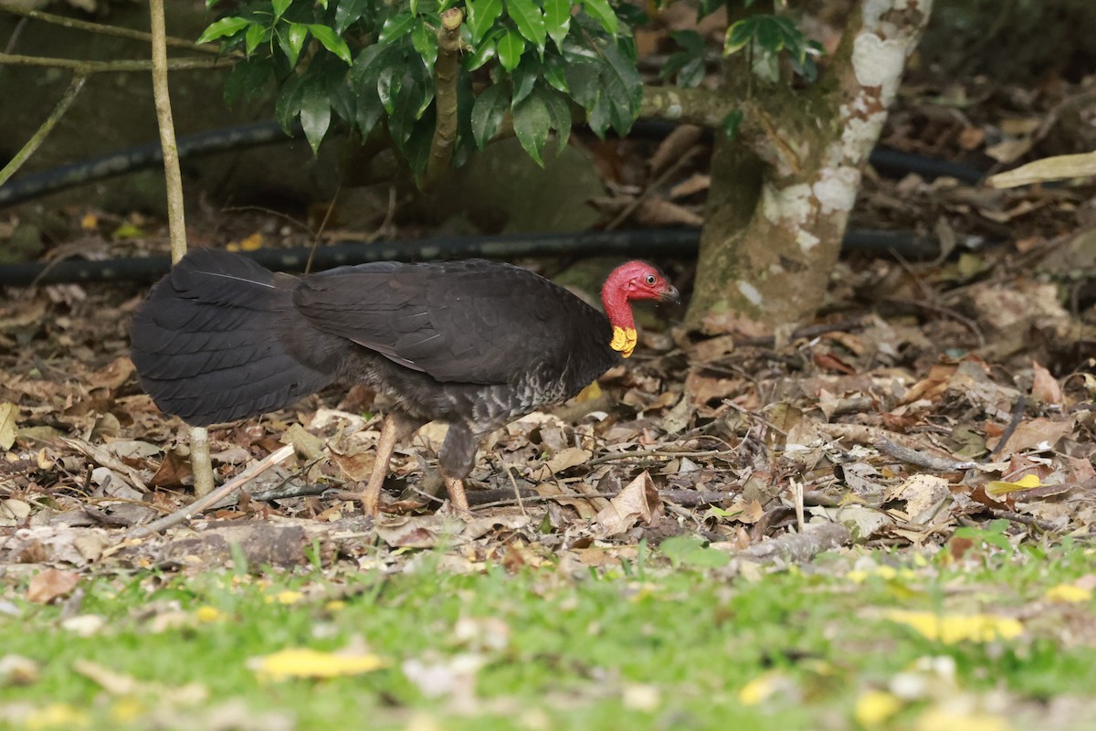Australian Brushturkey - ML646528801