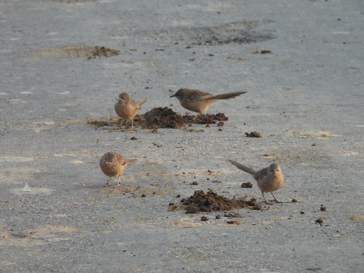 Striated Babbler - ML646528802