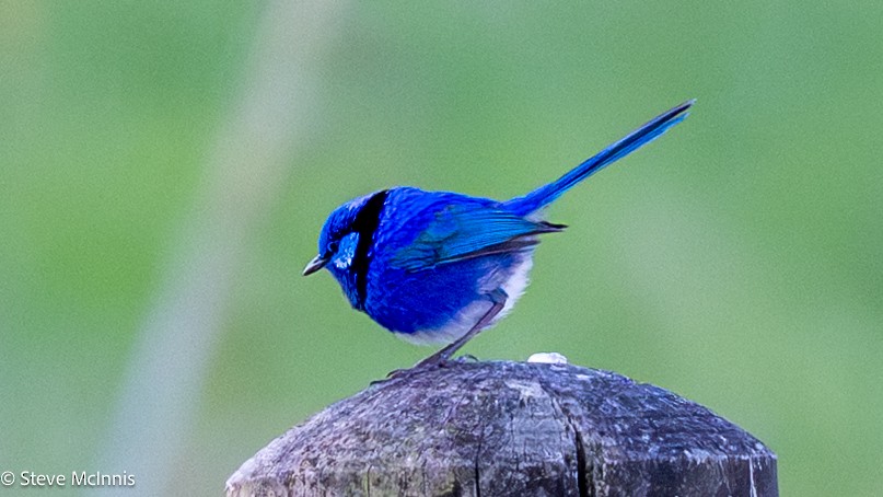 Splendid Fairywren - ML646528803