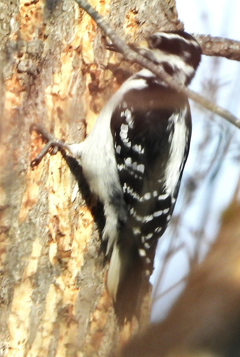 Hairy Woodpecker - ML646528805
