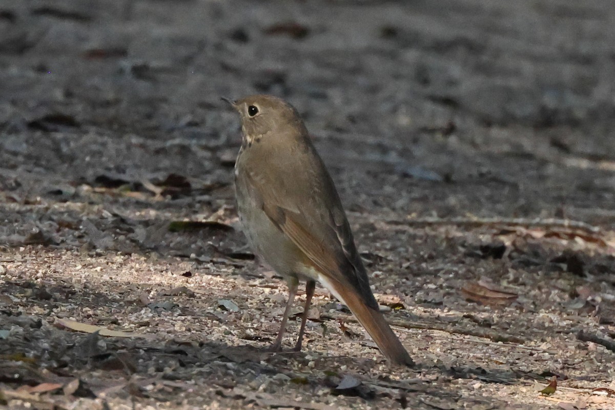 Hermit Thrush - ML646528806