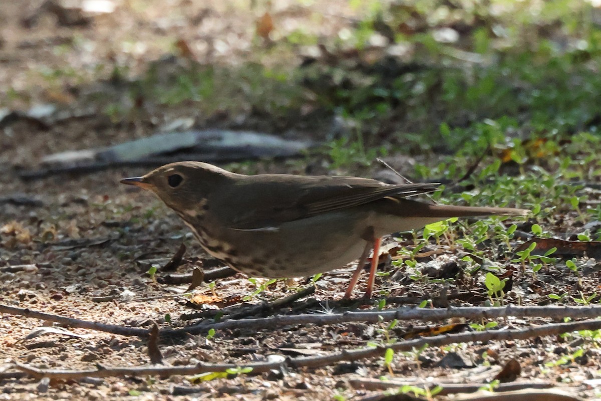 Einsiedler-Musendrossel - ML646528807