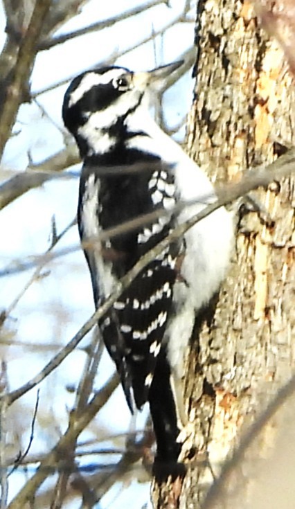 Hairy Woodpecker - ML646528810