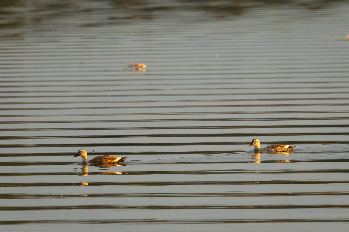 Крижень китайський - ML646528811