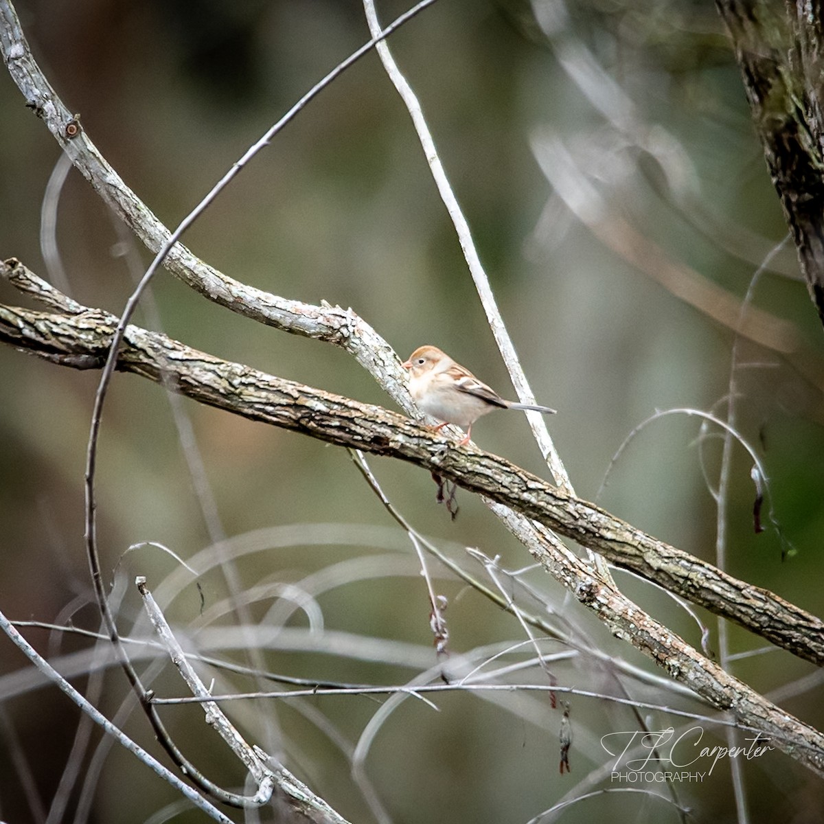 Field Sparrow - ML646528812