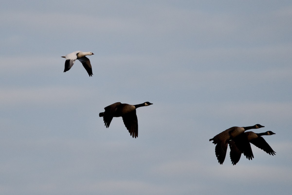 Ross's Goose - ML646528816