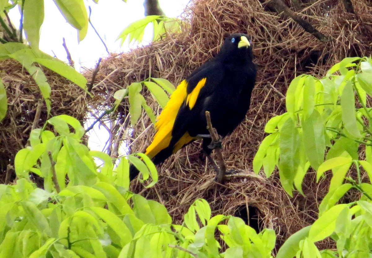 Yellow-rumped Cacique - ML646528817