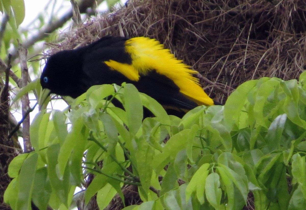 Yellow-rumped Cacique - ML646528818