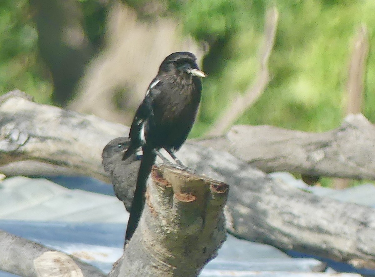 Magpie Shrike - ML646528819