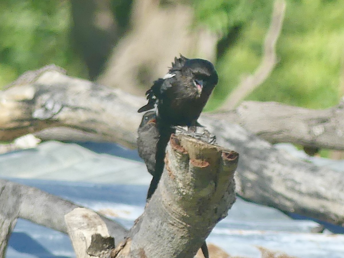 Magpie Shrike - ML646528820
