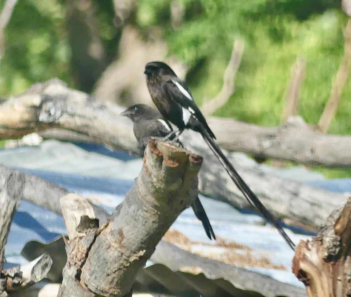 Magpie Shrike - ML646528821