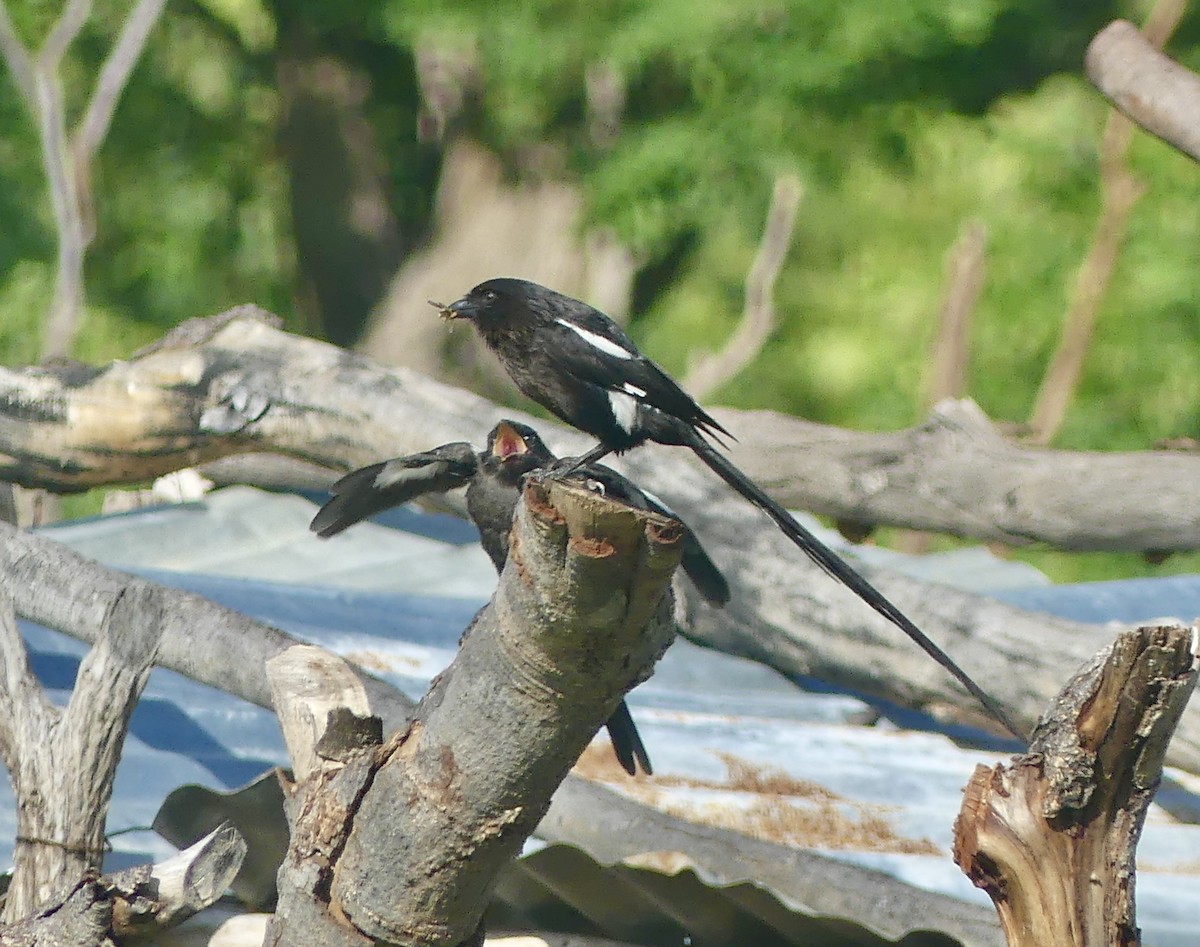 Magpie Shrike - ML646528822
