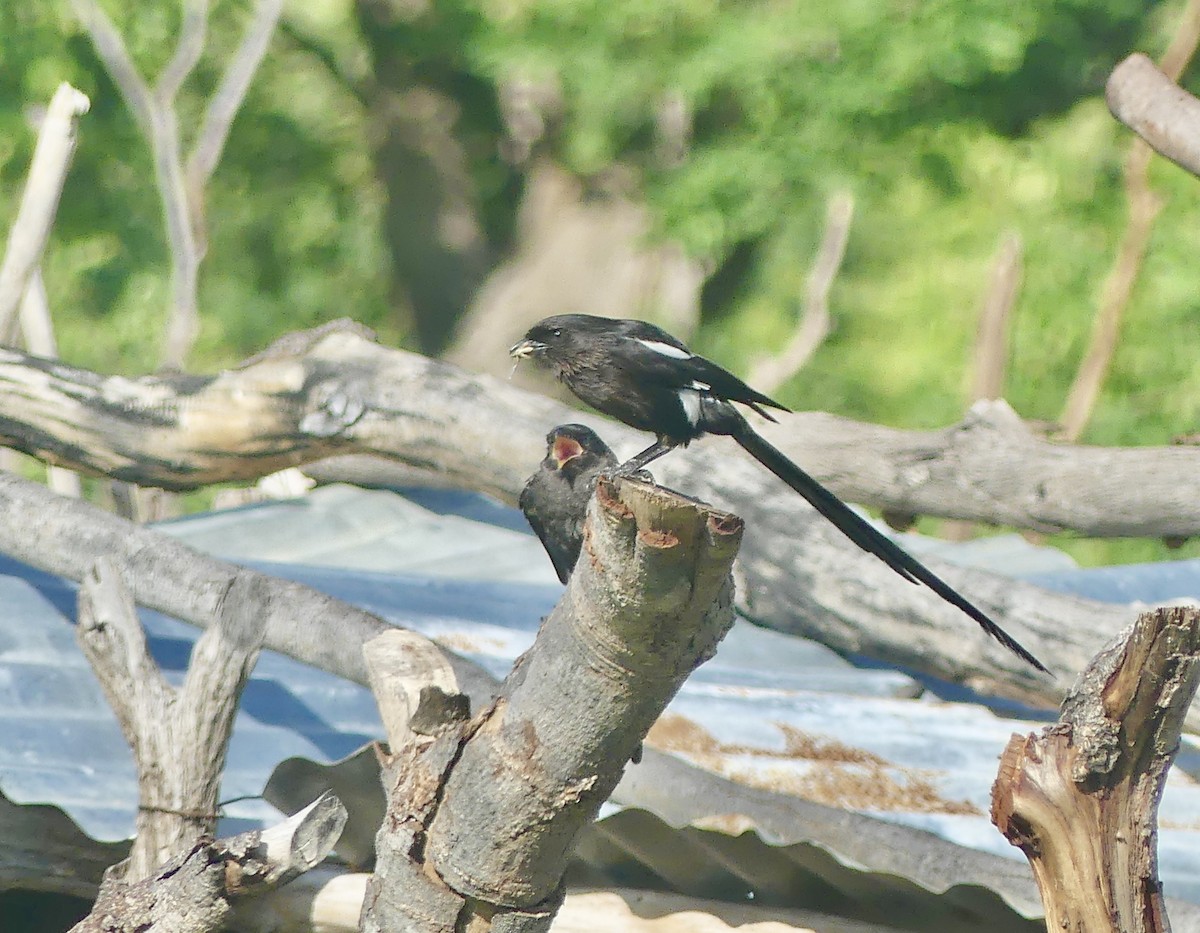 Magpie Shrike - ML646528823