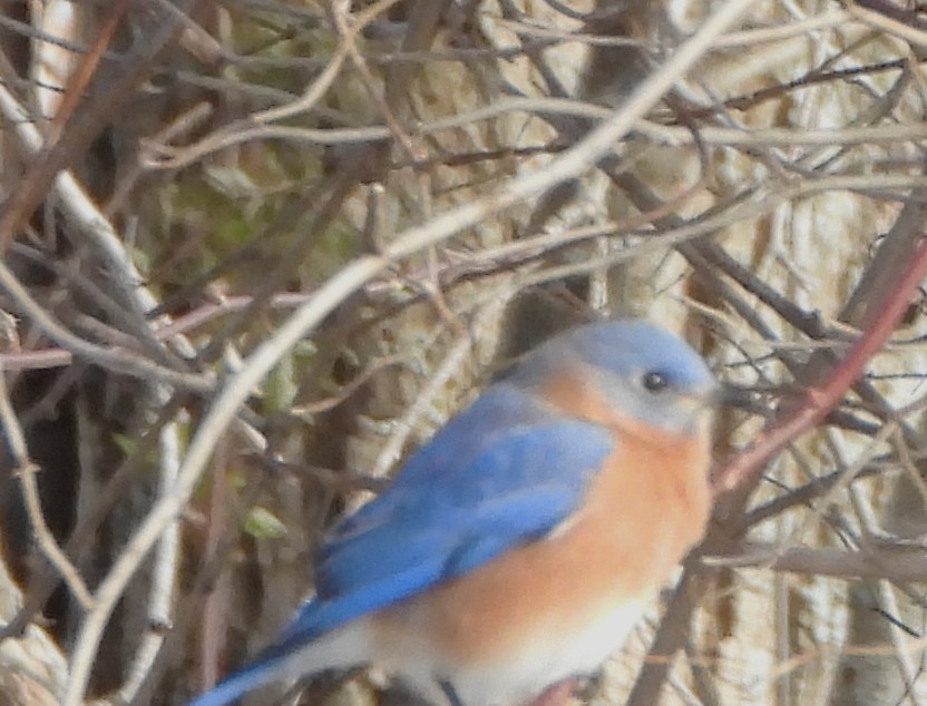 Eastern Bluebird - ML646528824