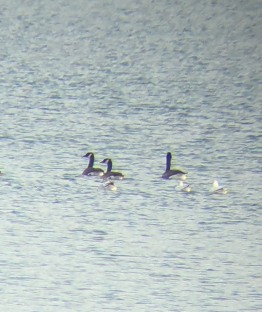 Ross's Goose - ML646528825