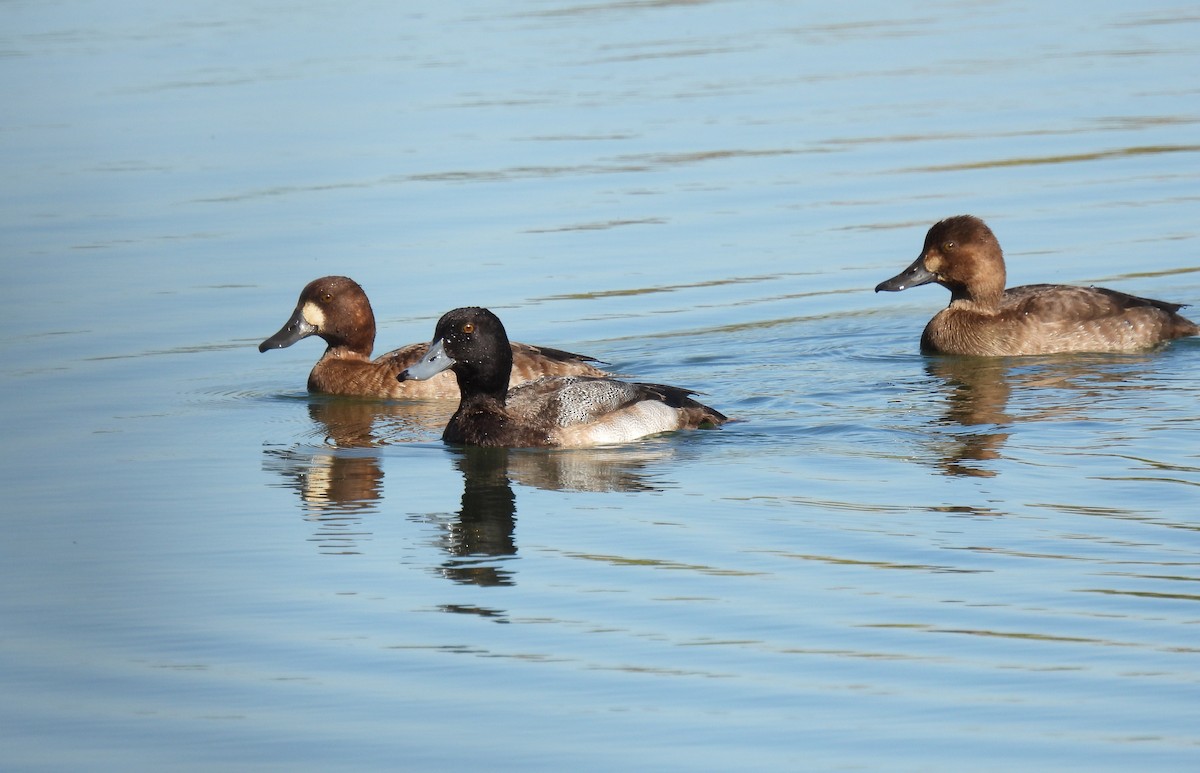 Karabaş Patka - ML646528826